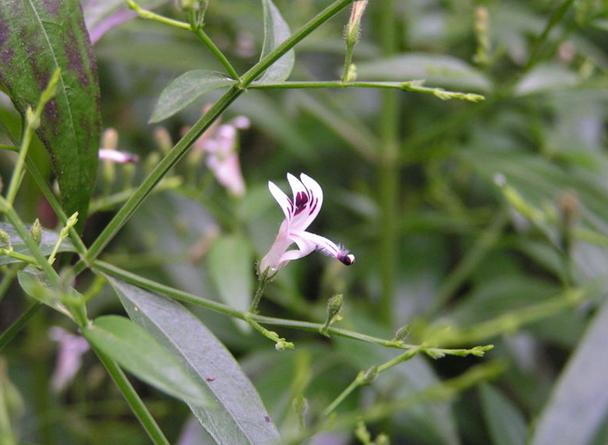 Andrographis paniculata seeds Kalmegh seeds